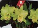 Rlc. Chief Green Breeze Green World